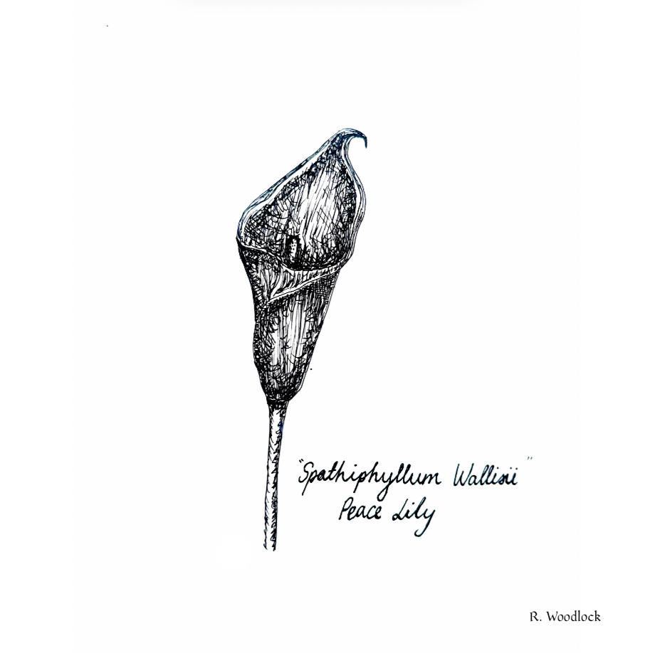 'Peace Lily' - PRINT