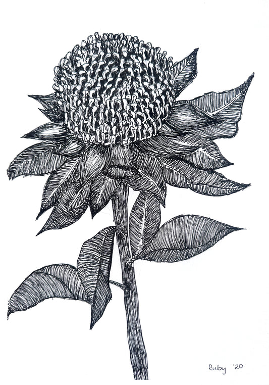 'Waratah' - PRINT