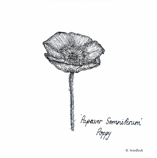 'Poppy' - PRINT