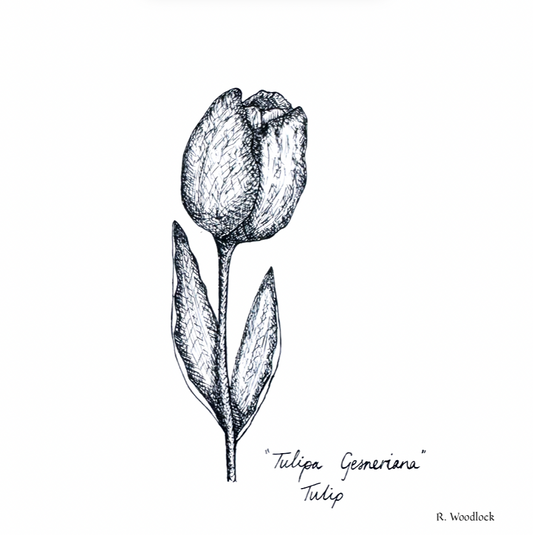 'Tulip' - PRINT