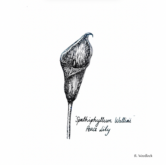 'Peace Lily' - PRINT
