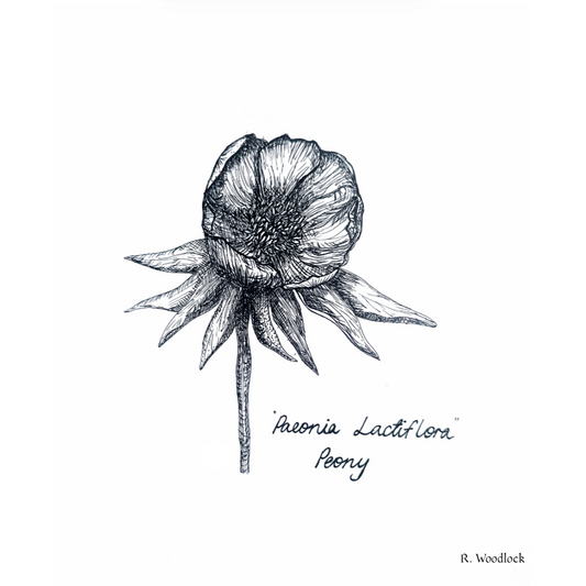 'Peony' - PRINT
